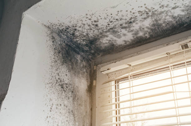 Affordable Black Mold Remediation solutions in Island Park, NY